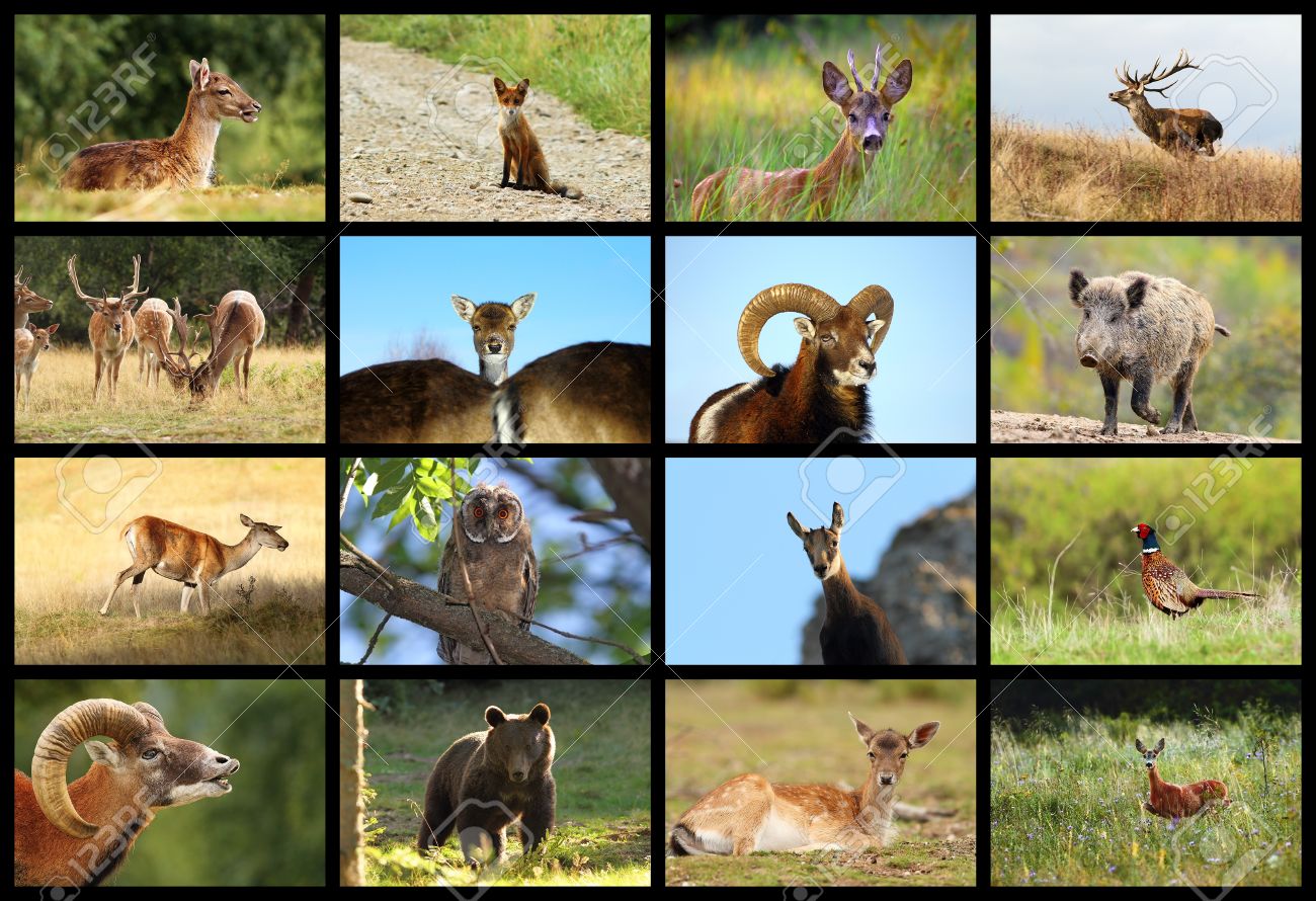 47692229 colección de imágenes de la fauna animales de caza europeo